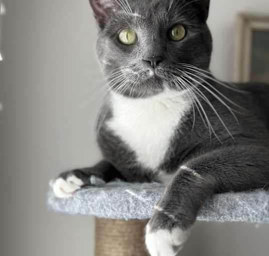 Photo of Gordo