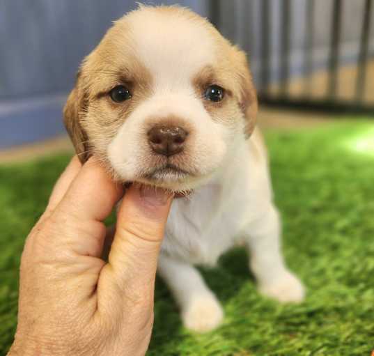 Photo of Sunny