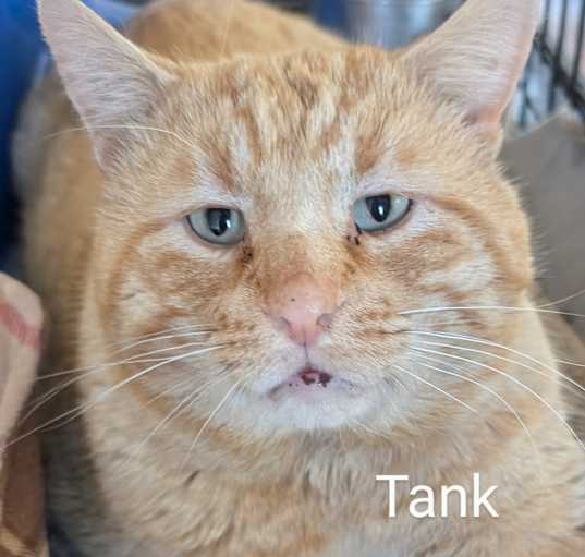 Photo of Tank