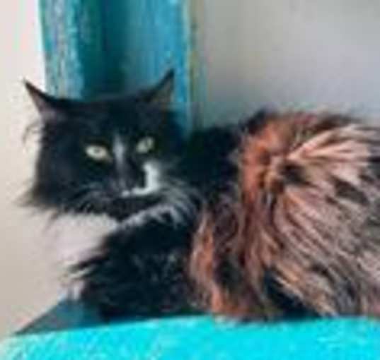 Photo of Savina
