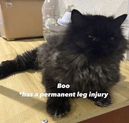 Photo of Boo SA Black Purrsian