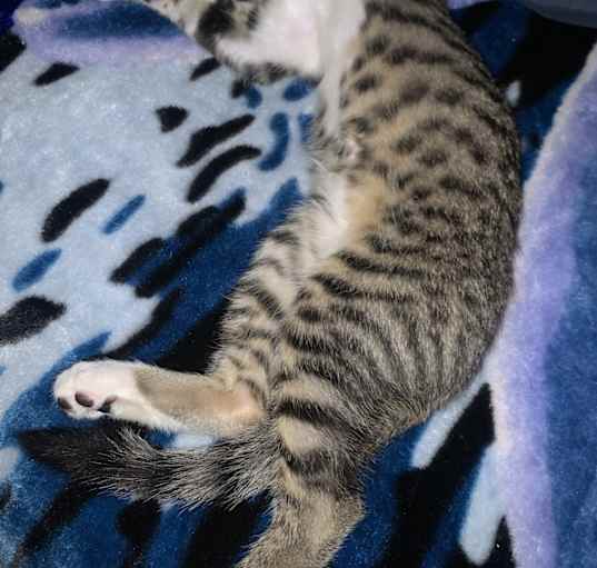 Photo of Cat