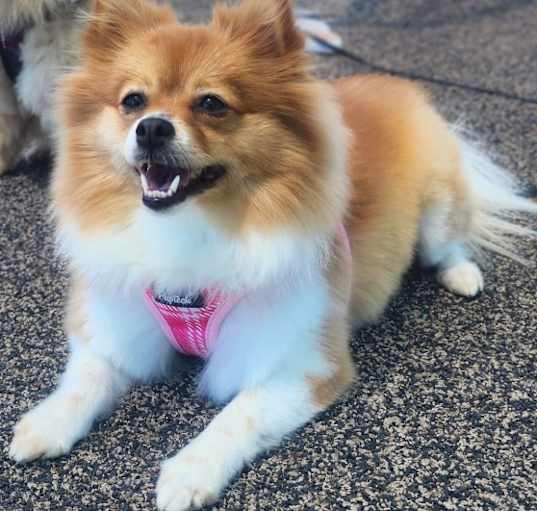 Photo of Sansa