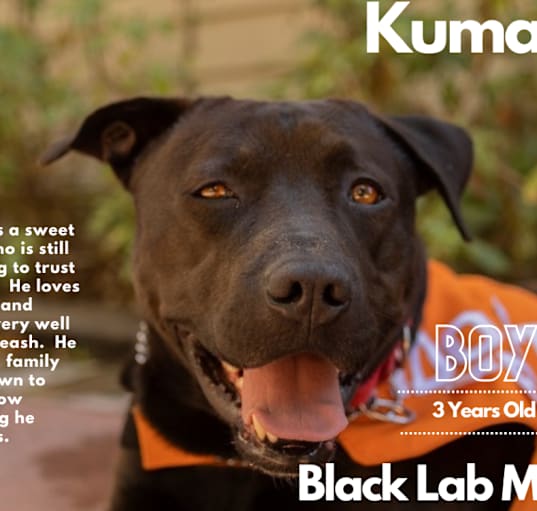 Photo of Kuma