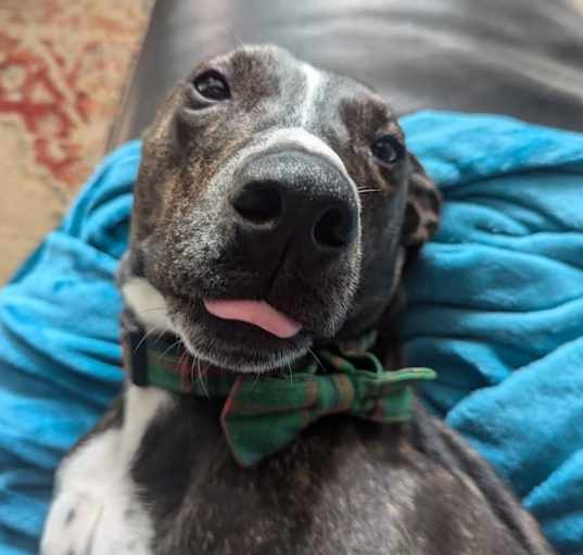 Photo of Bugsy