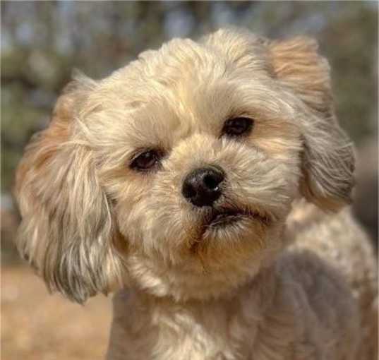 Photo of Benji