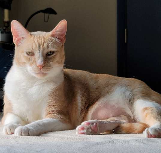 Photo of Louie