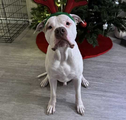 Photo of Apollo
