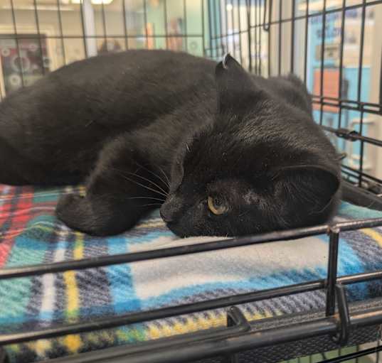 Photo of Belle Pepper