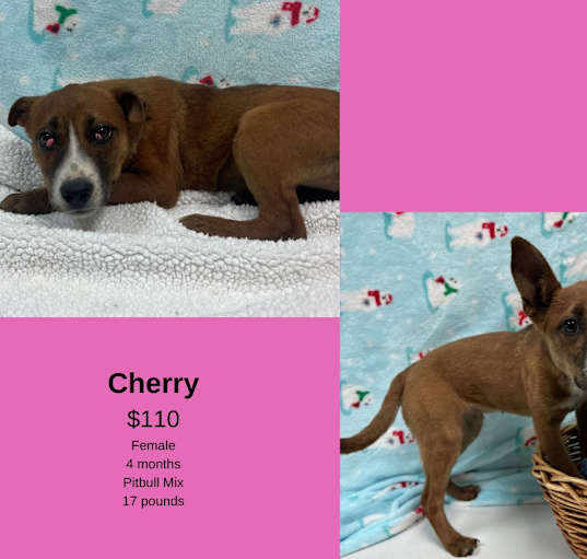 Photo of Cherry