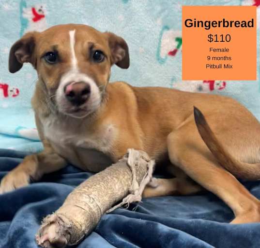 Photo of Ginger Bread