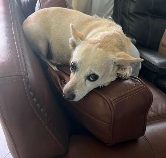 Photo of Ginger