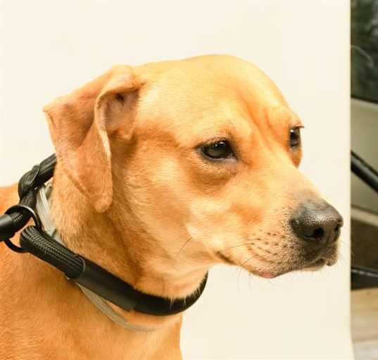 Photo of PEANUT