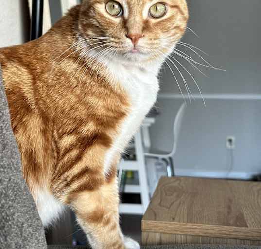 Photo of Frodo