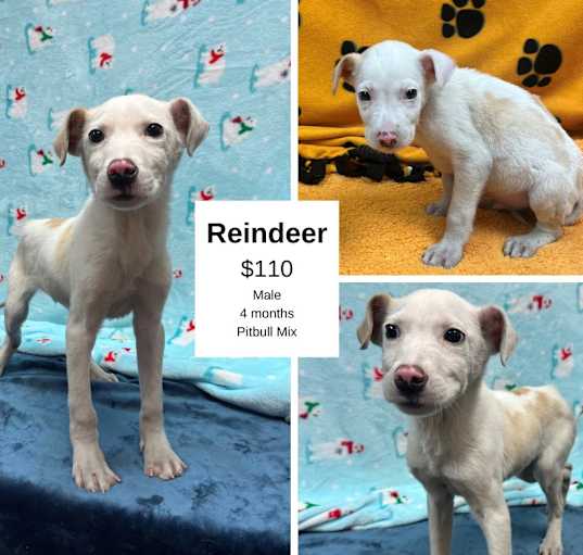 Photo of Reindeer