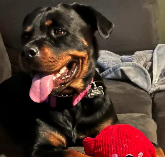 Photo of Darla