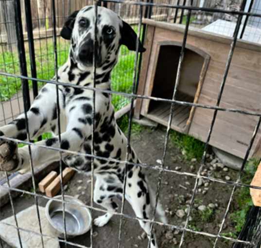 Photo of Blue
