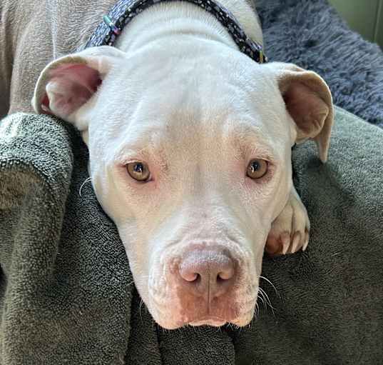 Photo of Daisy