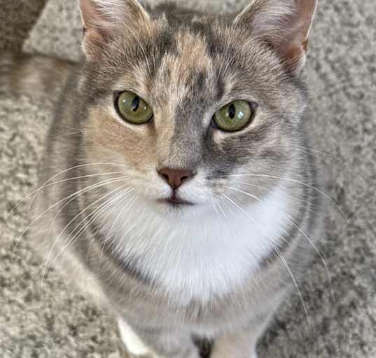 Photo of millie