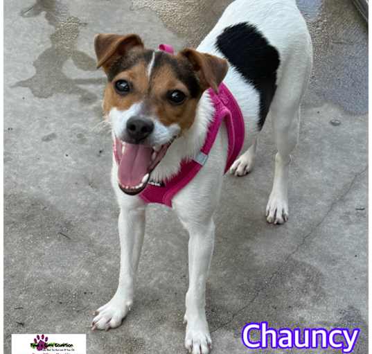 Photo of Chauncy