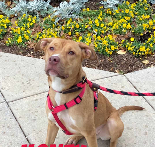 Photo of Honey