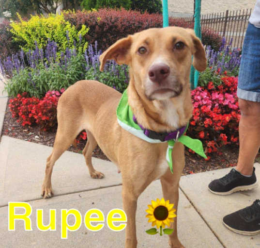Photo of Rupee