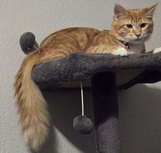 Photo of Milo