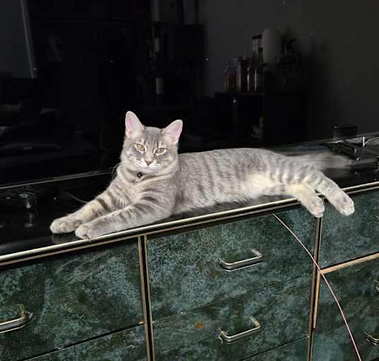 Photo of Enzo