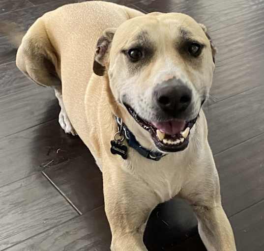 Photo of Flapjack