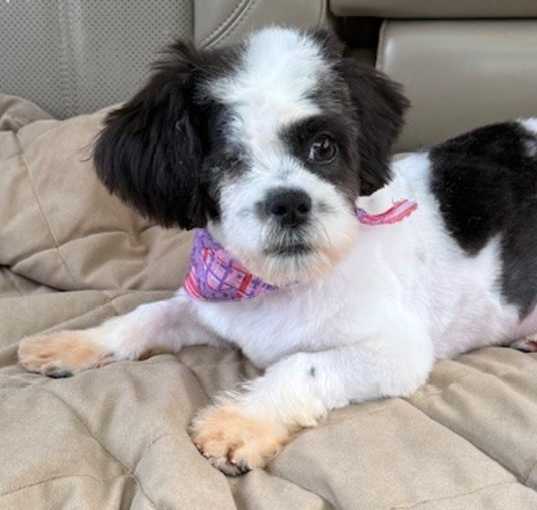 Photo of Tiptoe