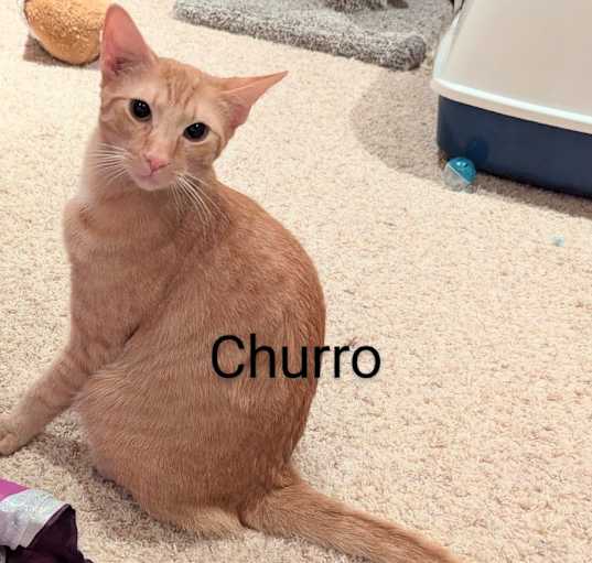 Photo of Churro and Copper