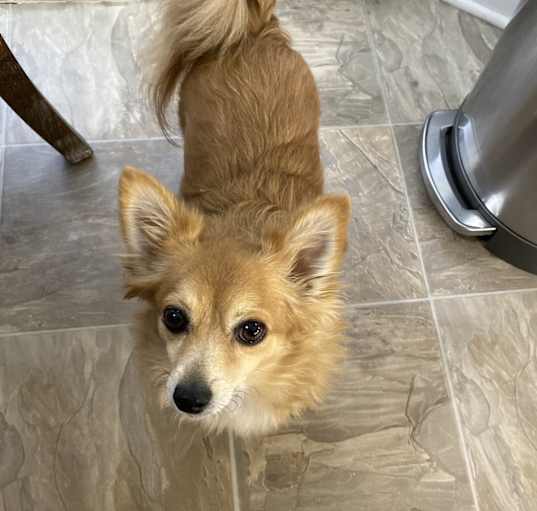 Photo of Daisy