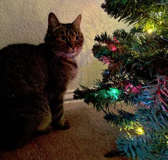 Photo of Mary Jane *Kitty*