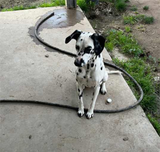 Photo of Bella