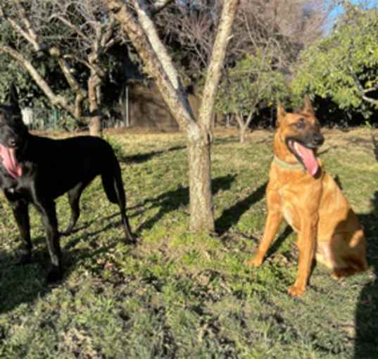 Photo of Baloo & Scooby