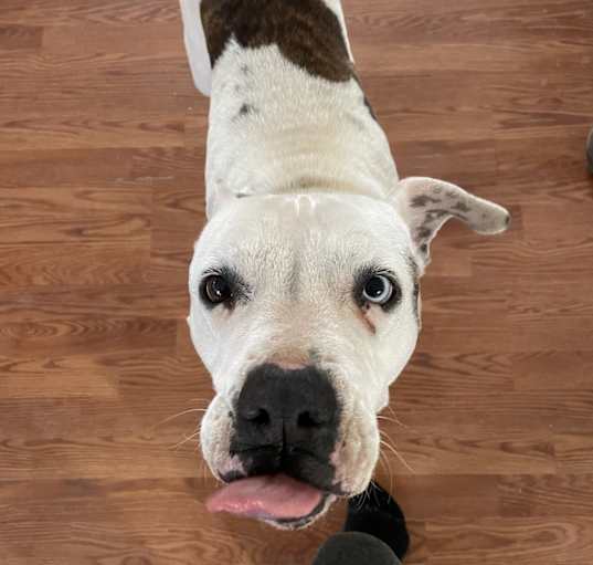 Photo of Rocky