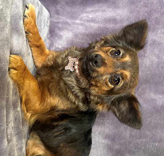 Photo of Abby