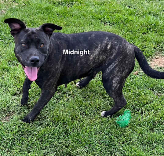 Photo of Midnight