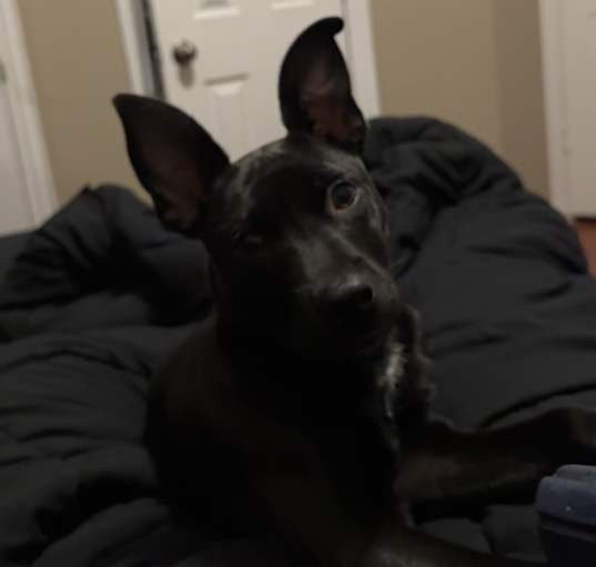 Photo of Bandit