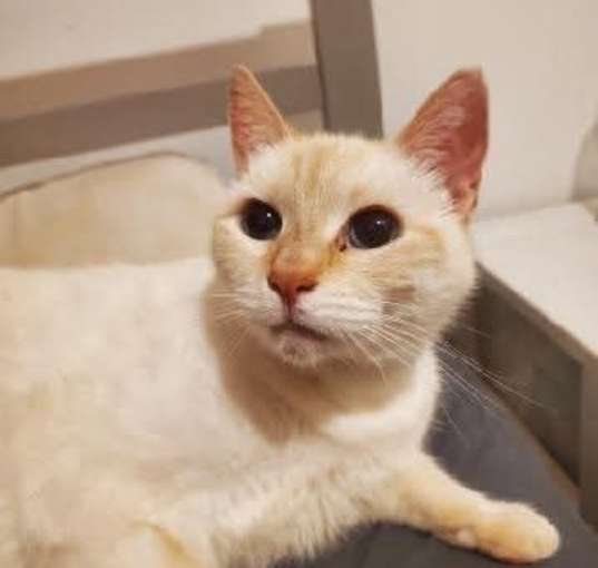 Photo of Cotton