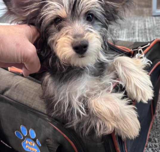 Photo of Scruffy