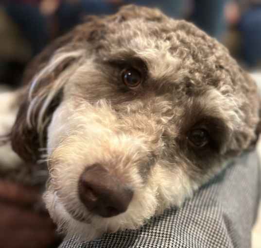Photo of Hank
