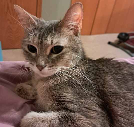 Photo of Smokey