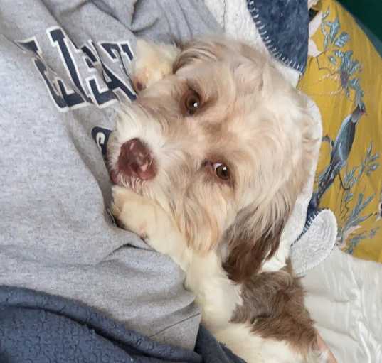 Photo of Milo