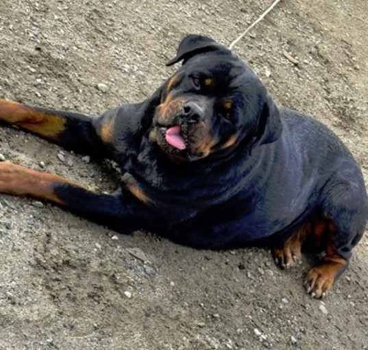 Photo of Raven