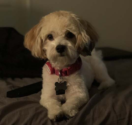 Photo of Okja