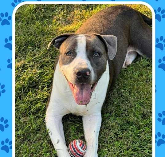 Photo of Champ