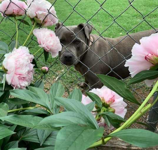 Photo of Blossom