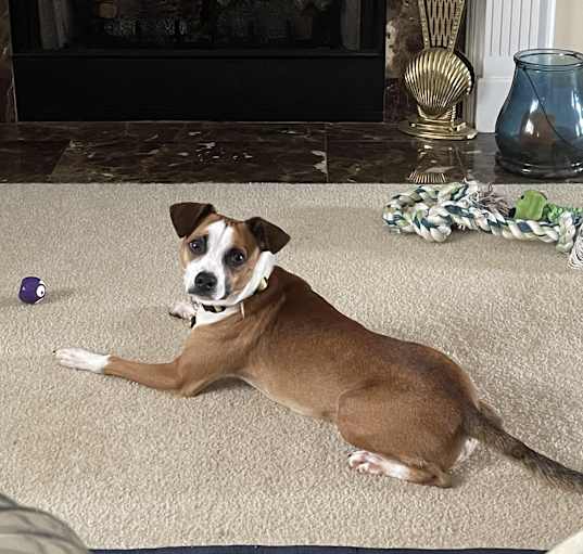 Photo of Loki