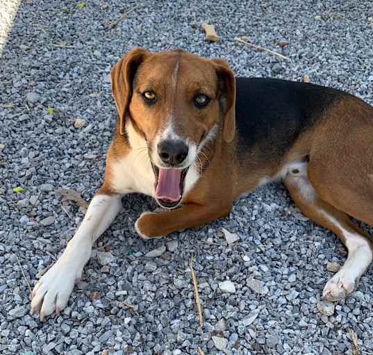 Photo of Waffle (Banjo) 